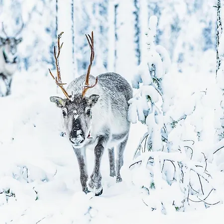 Koukunmaja By Interhome * Kuusamo