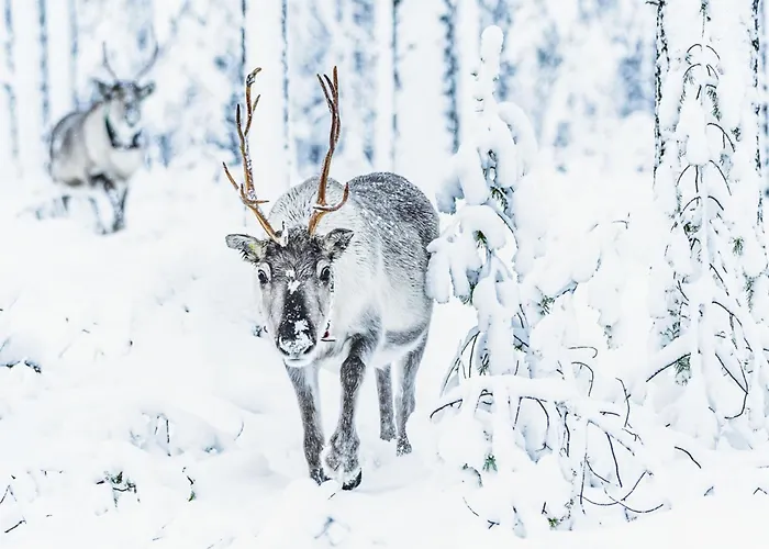 Koukunmaja By Interhome Сasa de vacaciones *